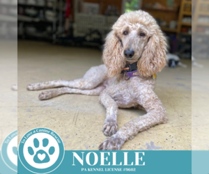 Poodle (Standard)-Unknown Mix Dogs for adoption in Kimberton, PA, USA