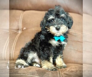 Schnoodle (Miniature) Puppy for sale in WINNSBORO, LA, USA