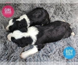 Sheepadoodle Puppy for sale in SEYMOUR, MO, USA