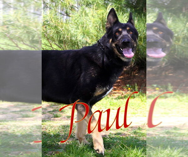 Medium Photo #3 German Shepherd Dog Puppy For Sale in Evansville, IN, USA