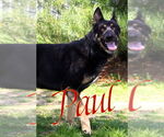 Small #2 German Shepherd Dog