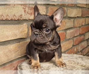 French Bulldog Puppy for sale in BOSTON, MA, USA