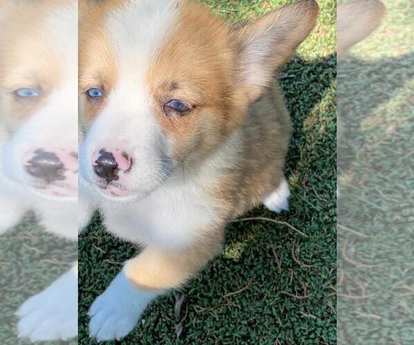 Medium Photo #3 Aussie-Corgi Puppy For Sale in BRIGGSDALE, CO, USA