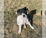 Small #12 American Pit Bull Terrier-Pointer Mix