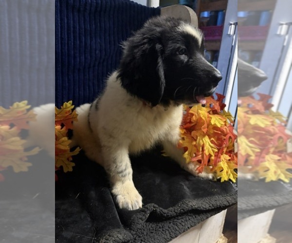 Medium Photo #11 Newfoundland Puppy For Sale in AURORA, IN, USA