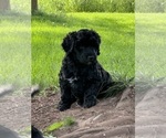 Small #18 Goldendoodle