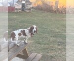 Small Photo #1 Basset Hound Puppy For Sale in MARION, IN, USA