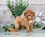 Puppy Peony Goldendoodle mix (+ Poodle Miniature)