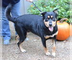 Small #2 Rottweiler Mix