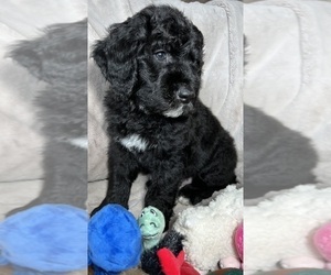 Bernedoodle-Sheepadoodle Mix Puppy for Sale in WOODSIDE, New York USA