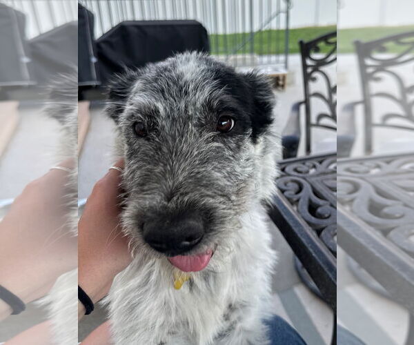 Medium Photo #5 Mutt Puppy For Sale in Sandy, UT, USA