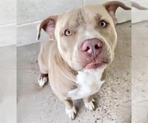 Mutt Dogs for adoption in Houston, TX, USA