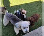 Small #5 Yorkipoo