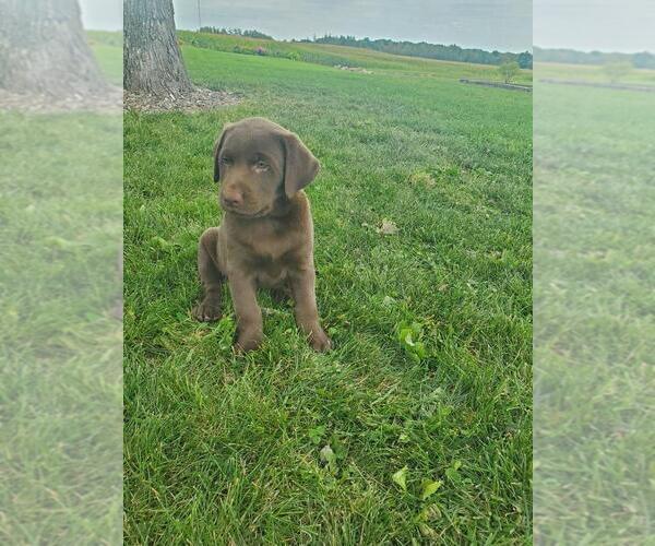Medium Photo #4 Labrador Retriever Puppy For Sale in GREENWOOD, WI, USA