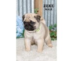 Small #30 Pug