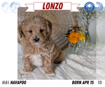 Small Photo #40 Poovanese Puppy For Sale in GOSHEN, IN, USA