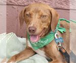 Small #6 Beagle-Retriever  Mix