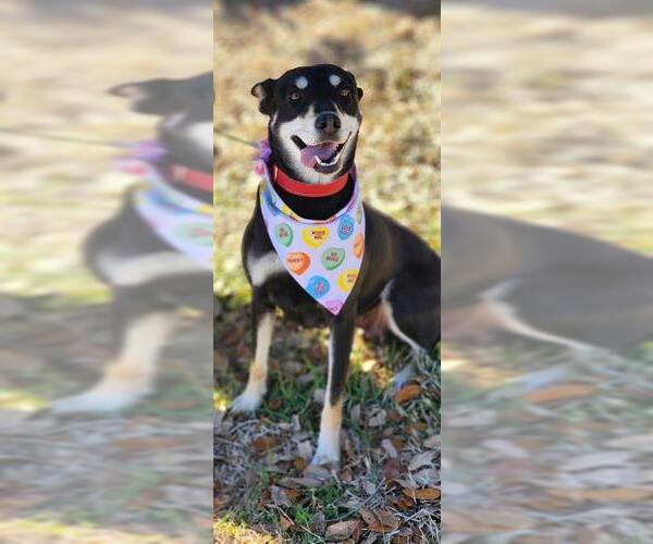 Medium Photo #1 Australian Kelpie-Unknown Mix Puppy For Sale in Baytown, TX, USA