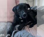 Small #2 Labrador Retriever Mix
