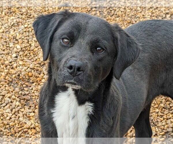 Medium Photo #2 Feist Terrier-Labrador Retriever Mix Puppy For Sale in Anniston, AL, USA