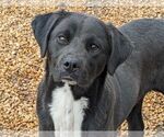 Small #1 Feist Terrier-Labrador Retriever Mix