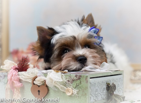 Medium Photo #6 Biewer Terrier Puppy For Sale in CULLOWHEE, NC, USA
