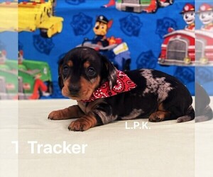 Dachshund Puppy for sale in WINNSBORO, LA, USA
