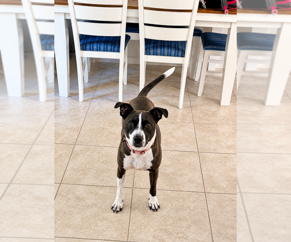 Medium Photo #14 Mutt Puppy For Sale in Mooresville, NC, USA