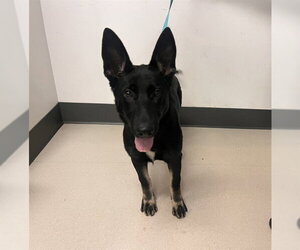 German Shepherd Dog Dogs for adoption in Corona, CA, USA