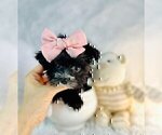Small #13 Morkie