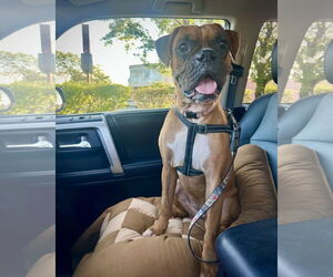 Boxer Dogs for adoption in Dumont, NJ, USA