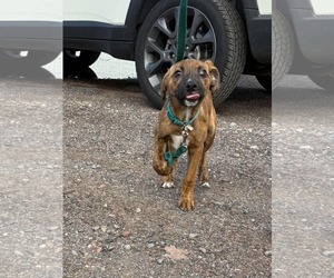 Kobe - Male Mutt Dog for Adoption - Photo #5