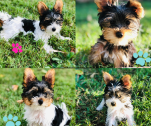 Yorkshire Terrier Puppy for Sale in NASHVILLE, Tennessee USA
