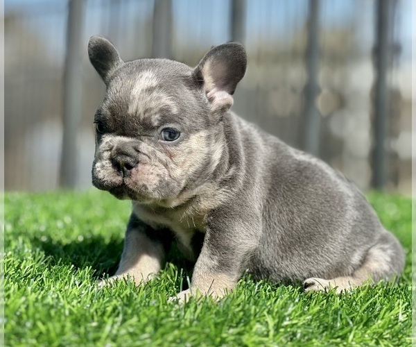 Medium Photo #2 French Bulldog Puppy For Sale in BEVERLY HILLS, CA, USA