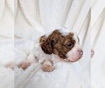 Puppy Baby Boy 3 Cavapoo