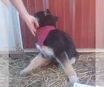 Small Photo #5 German Shepherd Dog-Siberian Husky Mix Puppy For Sale in GARNETT, KS, USA