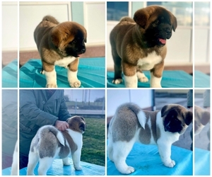 Akita Puppy for sale in Novi Sad, Vojvodina, Serbia