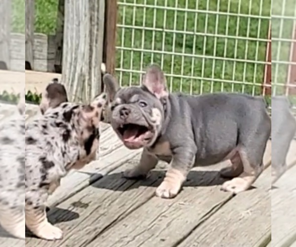 Medium Photo #6 French Bulldog Puppy For Sale in BOSTON, KY, USA