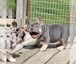 Small #5 French Bulldog