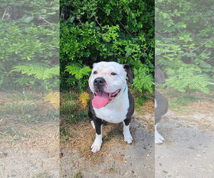 American Bulldog-Labrador Retriever Mix Dogs for adoption in Manahawkin, NJ, USA