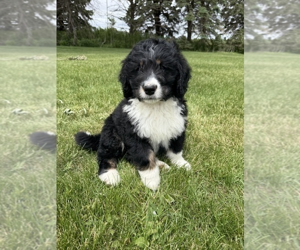 Medium Photo #2 Bernedoodle Puppy For Sale in SIBLEY, IL, USA
