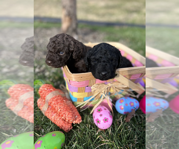 Medium Photo #9 Spanish Water Dog Puppy For Sale in NEW ALBANY, IN, USA