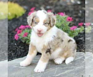 Bernedoodle (Miniature) Puppy for sale in GORDONVILLE, PA, USA