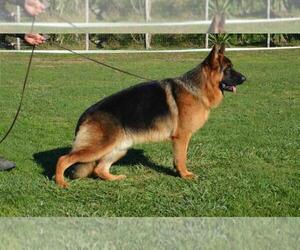 Father of the German Shepherd Dog puppies born on 05/23/2021