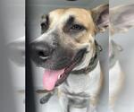 Small American Pit Bull Terrier Mix