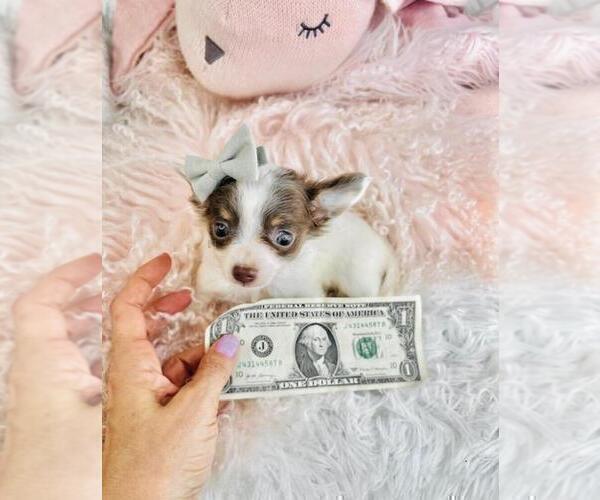 Medium Photo #25 Chihuahua Puppy For Sale in DACULA, GA, USA