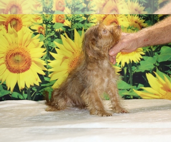 Medium Photo #34 Yorkiepoo mix (+ Poodle Toy) Puppy For Sale in DYERSBURG, TN, USA