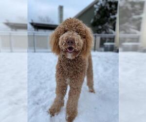 Father of the Goldendoodle puppies born on 01/07/2023