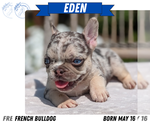 Small #8 French Bulldog