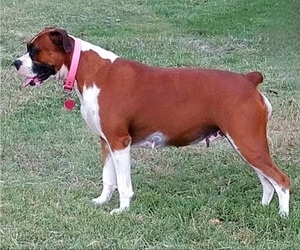 Mother of the Boxer puppies born on 10/13/2023